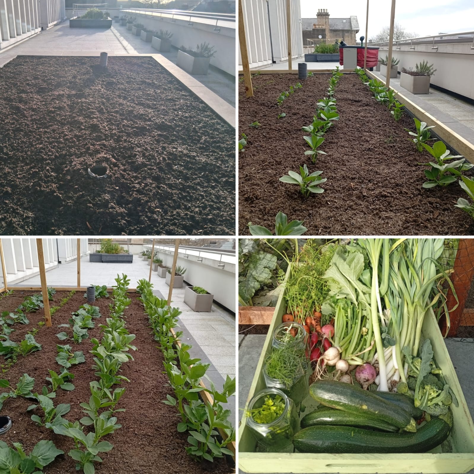 Edible garden